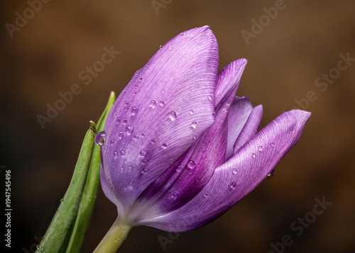 Macro Purple Tulip Flower With Water Drops On Brown Background