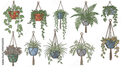 Collection of hanging houseplants in macrame hangers, illustrating indoor gardening and plant decor