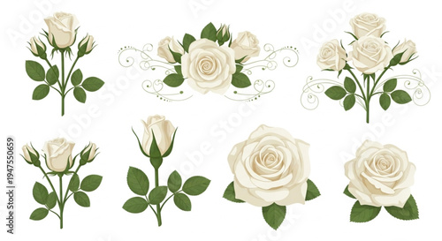 Elegant vector illustrations of beautiful white roses in various arrangements, perfect for weddings, romantic designs, and serene floral themes