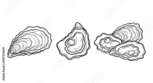 Fresh Oysters in Hand-Drawn Sketch Style