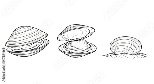 Clams in Various Stages Black and White Drawing