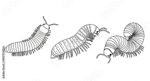 Ink Drawings of Various Millipede Poses