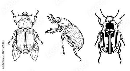 Detailed Collection of Beetle Line Drawings