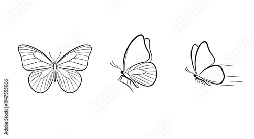 Outlines of Butterflies in Different Flying Positions