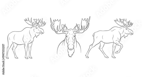 Line Art Views of a Moose with Antlers