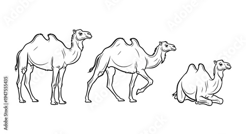 Line Drawing Sequence of Camels in Various Poses