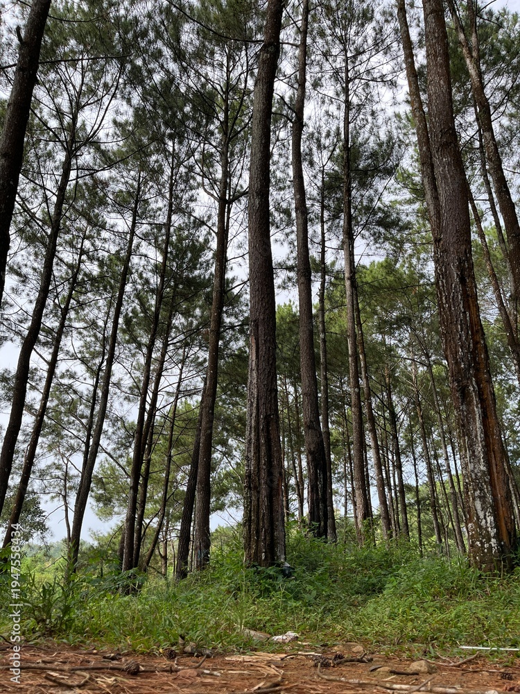 Fototapeta premium Tall pine trees forest landscape standing densely on natural ground in a quiet woodland during daytime, photographed from a low angle perspective in a tropical mountain area.