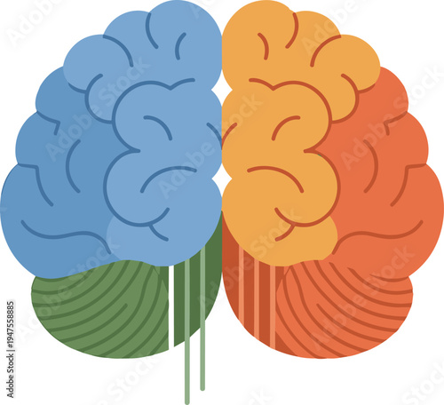 Human brain hemispheres illustration, left logical thinking, right creative thinking, colorful anatomy diagram, neuroscience psychology educational medical science image