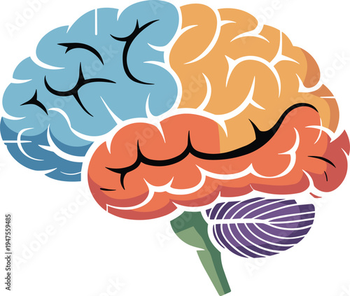 Human brain anatomy illustration, colorful lobes diagram, frontal parietal temporal cerebellum brainstem, neuroscience educational medical biology psychology science image