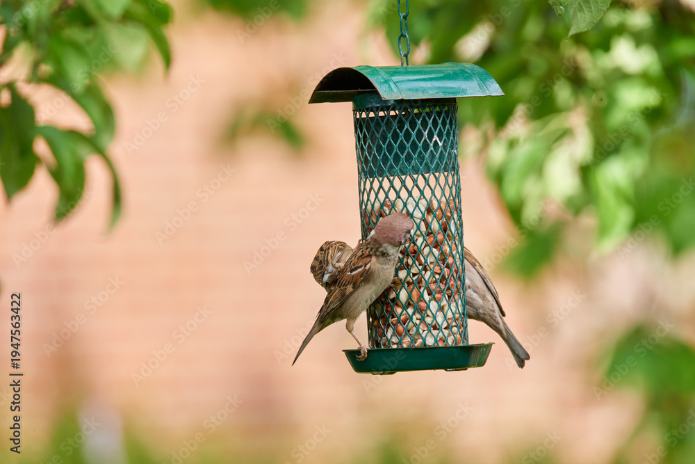 Fototapeta premium Feeder, birds and eating seeds in garden for food source, natural diet and survival instinct. Tree sparrow, feeding and peanuts for wildlife nutrition, organic meal and foraging behavior of migration