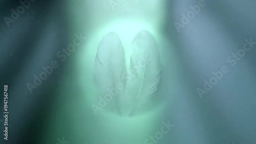 Elegant black feathers arranged symmetrically on green