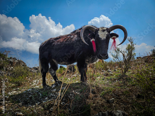 Himalayan Yak At Annapurna Of The Indian Himalayan Region