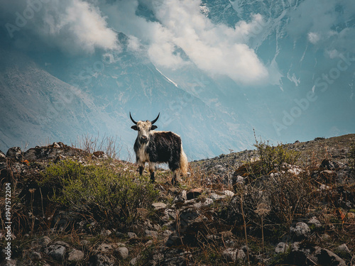 Himalayan Yak At Annapurna Of The Nepali Himalayan Region