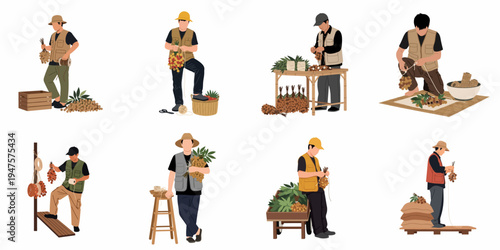 Flat vector illustration set of farmers harvesting, sorting, and bunching fresh longan fruit for market distribution, isolated on a white background.