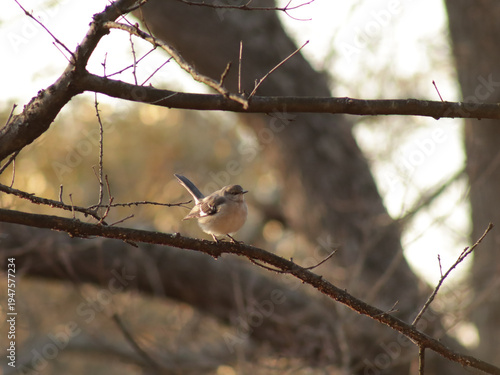 Photography Northern mockingbird perched on a branch in winter and looking very round