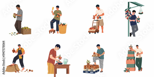 Flat Illustration of Men Harvesting, Sorting, and Preparing Tropical Snake Fruits in Various Situations
