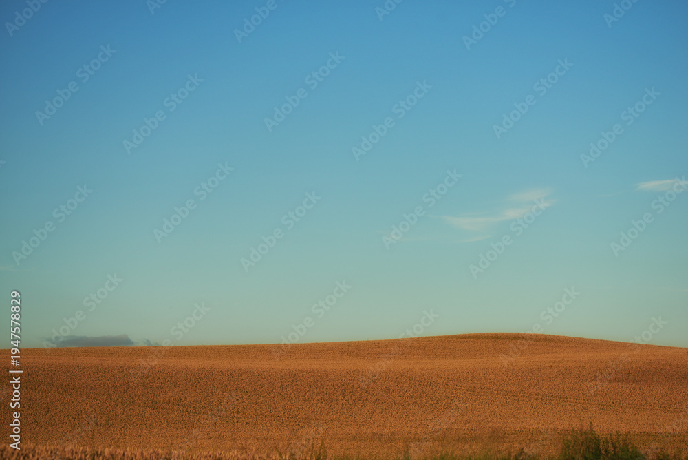 Fototapeta premium Landscape, farm and field with crops on hill with horizon, sky and space with food production in summer. Outdoor, environment and clouds in nature with sustainability for agriculture in countryside