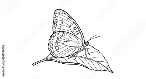Detailed Line Drawing of Butterfly Resting on Leaf.
