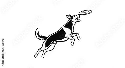 Dog jumping to catch a frisbee in mid air.