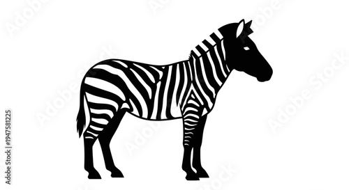 Black and white zebra standing still.