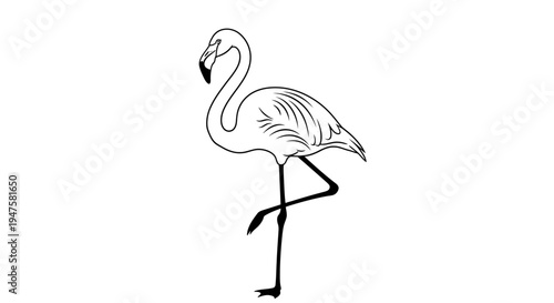 Elegant Flamingo Standing on One Leg Line Art Illustration.