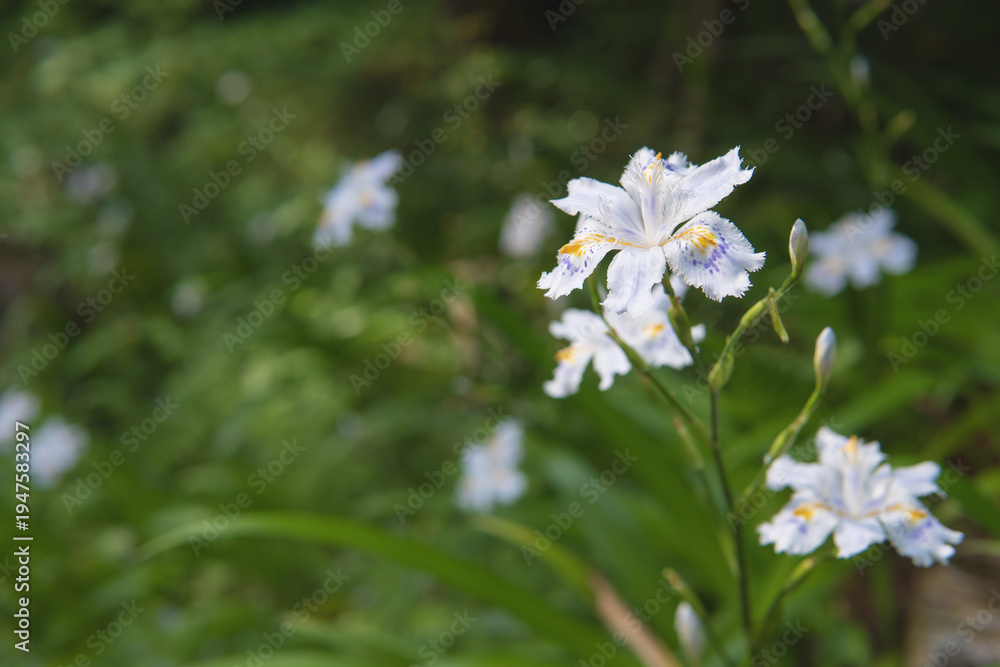 Fototapeta premium シャガ(Iris japonica)の花をクローズアップ【山野草】埼玉県・5月
