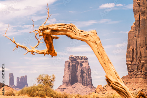 tree framing mountain