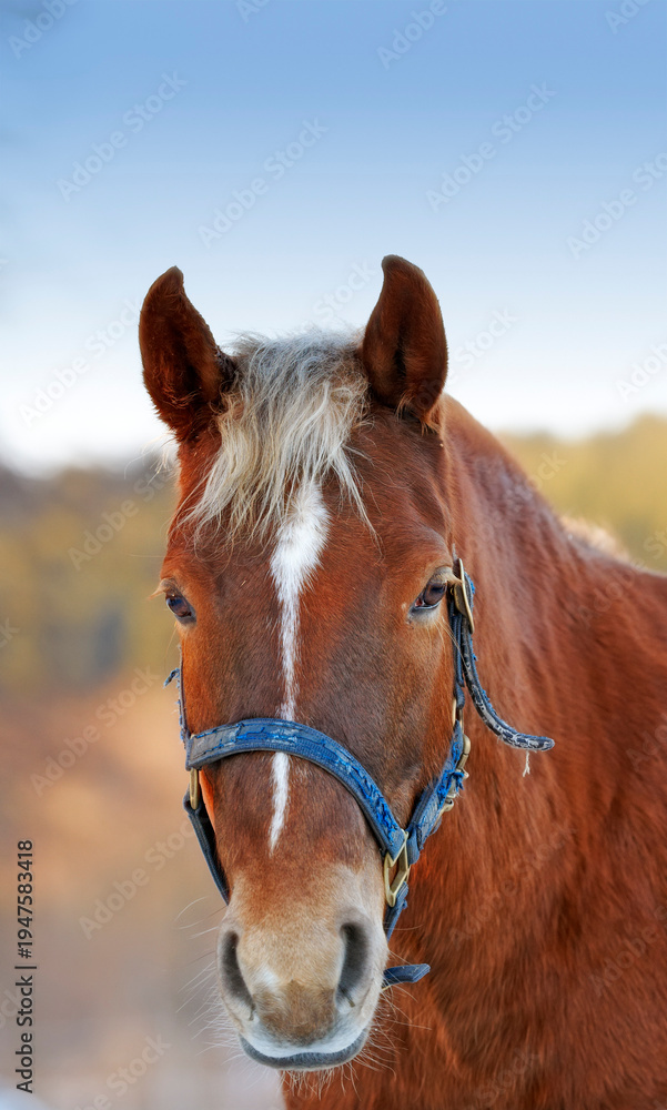 Fototapeta premium Agriculture, portrait or horse in countryside with calm, equine or habitat in livestock management. Animal conservation, farmyard or stallion with peace, nature preservation or ecology on field.