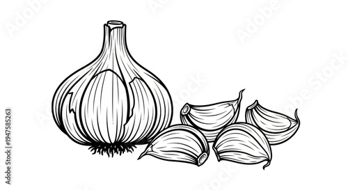 Fresh Garlic Bulb and Cloves Illustration.