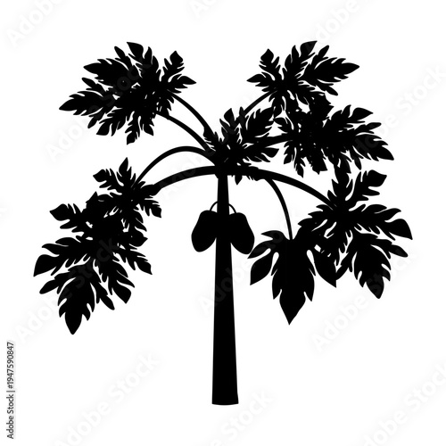 Papaya Tree Silhouette: An elegant papaya tree silhouette. Showing nature's harmony