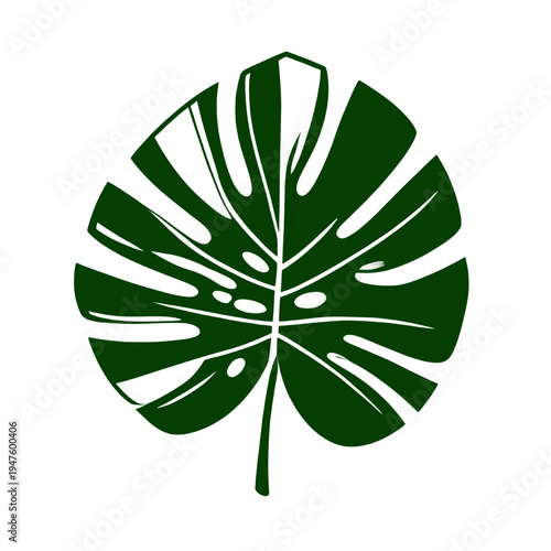 Monstera tropical leaf silhouette isolated on transparent background, green botanical leaf vector illustration for jungle, nature and decorative design.