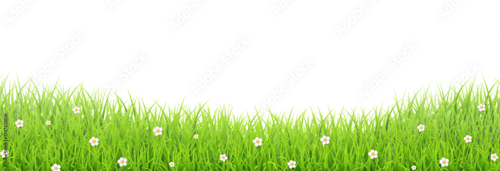 Obraz premium Green grass border with white daisies transparent vector – Fresh meadow background for eco and nature design in flat vector style.