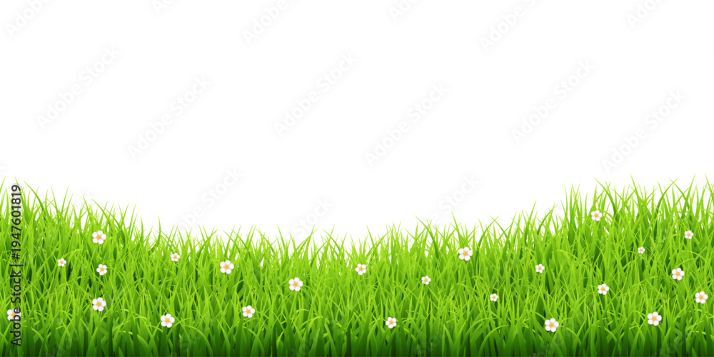 Fototapeta premium Green grass border with white daisies transparent vector – Fresh meadow background for eco and nature design in flat vector style.
