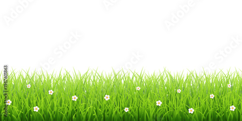 Green grass border with white daisies transparent vector – Fresh meadow background for eco and nature design in flat vector style.