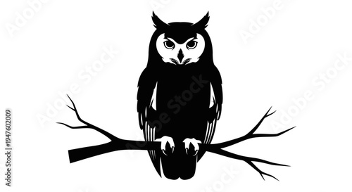 Black and white owl sitting branch.