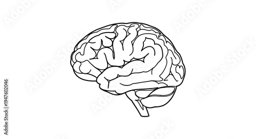 Detailed illustration of a human brain.