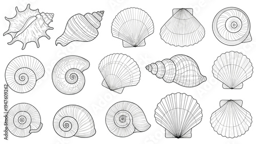 Fine line art sketches of various seashells and snail shells showcasing different shapes, patterns, and spiraling structures.