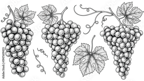 Detailed hand-drawn sketches of grape bunches and vine leaves in a classic engraving style perfect for wine labels and menu designs.