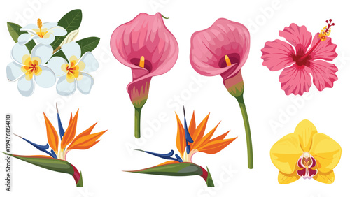 Beautiful assortment of tropical flowers like hibiscus, plumeria, calla lily, bird of paradise, and orchid in vibrant colors.