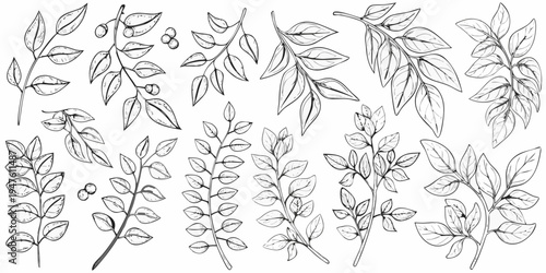 Detailed botanical illustration of various leaves and delicate branches