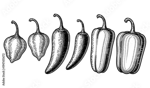 Antique engraved chili pepper collection habanero jalapeno bell pepper woodcut vector illustration