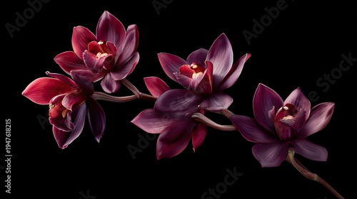 Dark burgundy orchid blossoms arranged along a curving stem against a stark black background