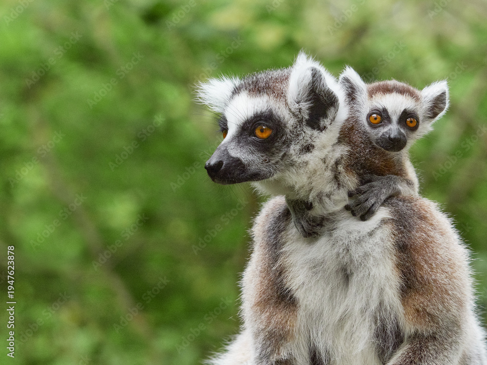 Naklejka premium Ring tailed lemur mother carrying baby on back in green natural space
