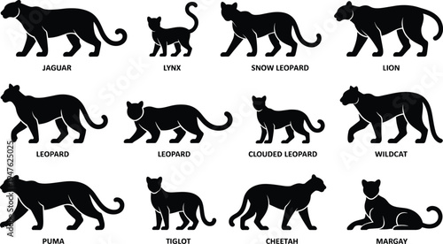 Black Silhouettes of Various Big Cats with Their Names Labelled on a White Background Keywords: big cat, feline, predator, animal, wildlife, silhouette, black and white, jaguar, lynx, snow
