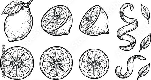 Set of hand-drawn lemon fruit illustrations including whole, half, slice, zest, and leaves