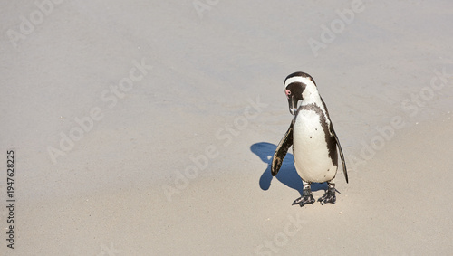 Conservation, environment and space with penguin on beach for protection or sustainability. Animal, earth and nature with marine bird outdoor on coastal sand in national park for ecology development