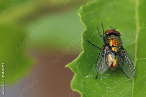 Schilderij op canvas Metallic colored bluebottle blowfly sitting on leaf