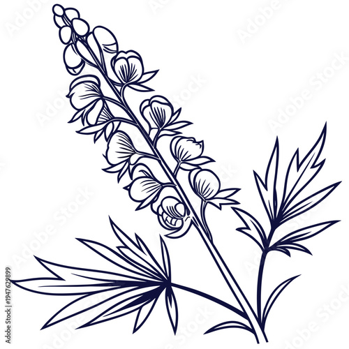  aconitum napellus vector