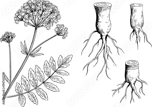 Detailed Botanical of Valerian Plant Flowers and Roots White Background herb medicinal