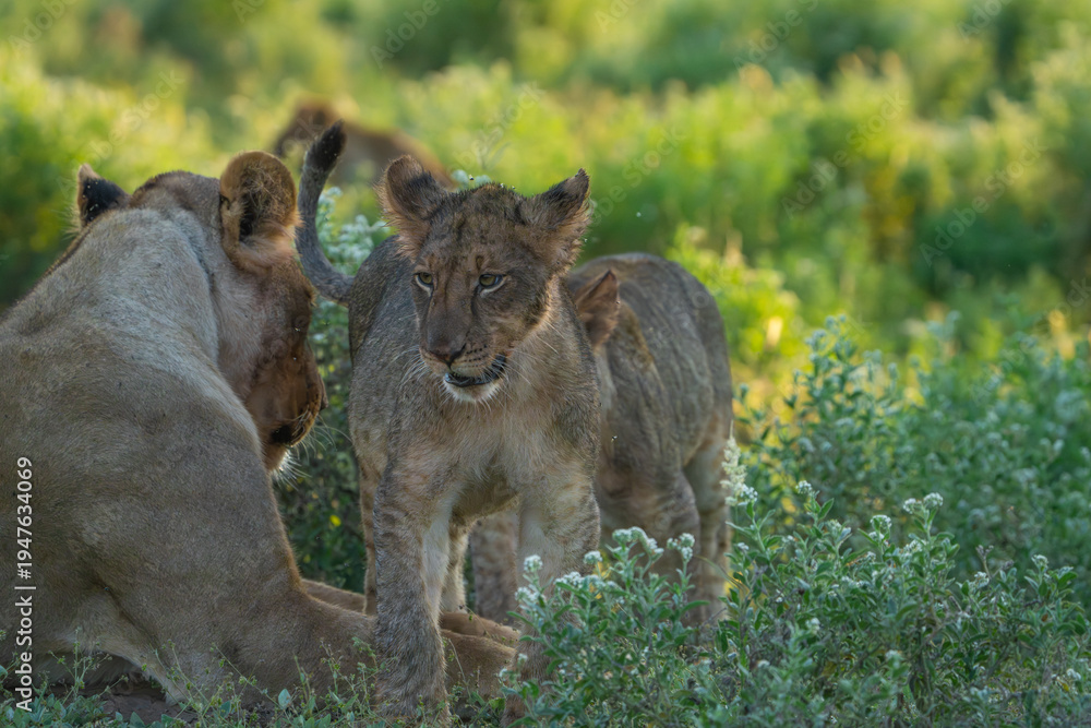 Obraz premium Lion cub greeting and head rubbing its mother, Mashatu Game Reserve. 